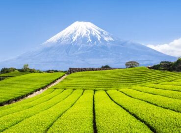 Gyokuro Green tea